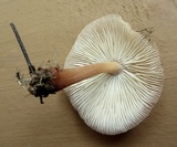 Gymnopus luxurians image