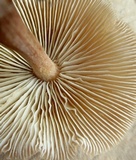 Gymnopus luxurians image