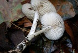 Marasmius nigrodiscus image