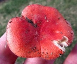 Russula pulchra image