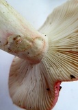 Russula pulchra image