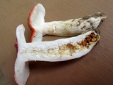 Russula pulchra image