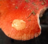 Russula pulchra image