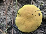 Pulveroboletus ravenelii image
