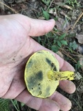 Pulveroboletus ravenelii image