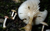 Clitocybe americana image