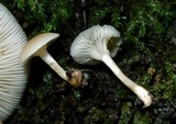 Clitocybe americana image