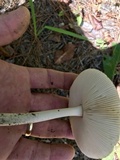 Amanita sect. Vaginatae image