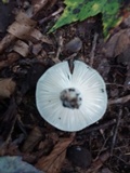 Russula parvovirescens image