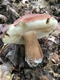 Tylopilus badiceps image