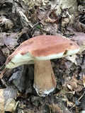 Tylopilus badiceps image