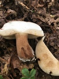 Tylopilus badiceps image