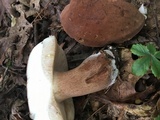 Tylopilus badiceps image