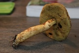 Leccinellum crocipodium image