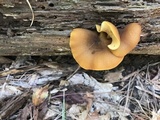 Tricholomopsis decora image