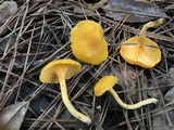 Cantharellus tabernensis image