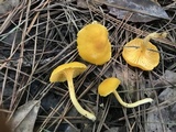 Cantharellus tabernensis image