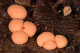 Lycogala epidendrum image