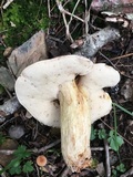 Retiboletus griseus image
