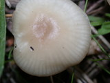 Clitocybe fragrans image