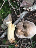 Retiboletus griseus image