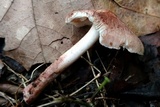 Inocybe adaequata image