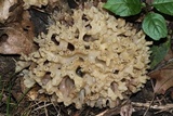 Sebacina sparassoidea image