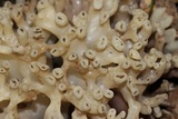 Sebacina sparassoidea image