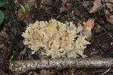 Sebacina sparassoidea image