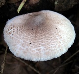 Leucocoprinus brunnescens image