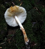 Leucocoprinus brunnescens image