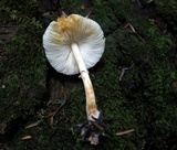 Leucocoprinus brunnescens image