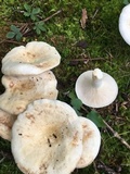 Lactarius piperatus image