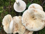 Lactarius piperatus image