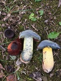 Boletus rufocinnamomeus image