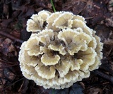 Thelephora vialis image