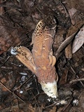 Clavariadelphus americanus image