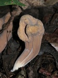 Clavariadelphus americanus image