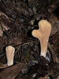 Clavariadelphus americanus image