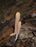 Clavariadelphus americanus image