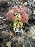 Boletus subluridellus image