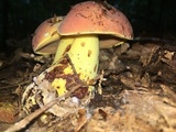 Boletus subluridellus image