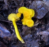Cantharellus minor image