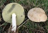Boletus pallidus image