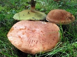 Lanmaoa pseudosensibilis image