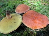 Lanmaoa pseudosensibilis image