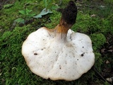 Polyporus radicatus image