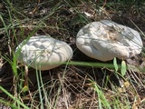 Hydnellum suaveolens image