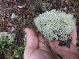 Cladonia subtenuis image