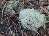 Cladonia subtenuis image